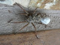 spider with egg.jpg