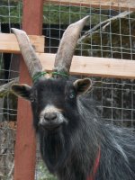dehorning 091a.jpg