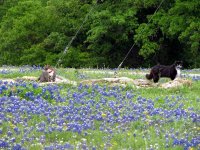 Flowerbed-cats.jpg