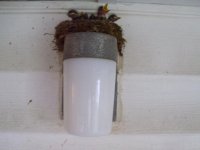 Birds on Porch Light.jpg