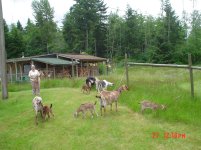 GoatBaby2010 023.jpg