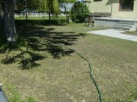 Grass.JPG