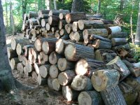Firewood 2009 007.jpg