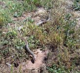 GopherSnake.jpg