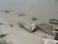 Matagorda 04202010 001.JPG