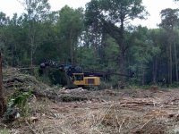 Logging 002.jpg