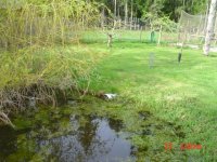 PondCoop 008.jpg