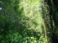 garden2.jpg