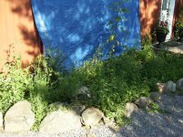 weeds2.jpg