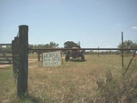 301772-horse for sale.JPG