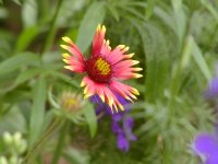 6-152163-FadedIndianBlanket.JPG