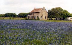 252413-Blue_Bonnets_2.jpg