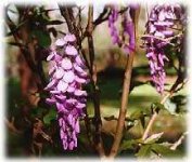 252426-wisteria.JPG