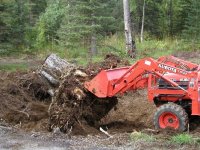 343303-Rootlifted.JPG