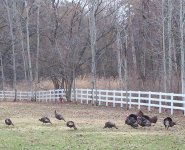 252721-Wild Turkeys-505.jpg