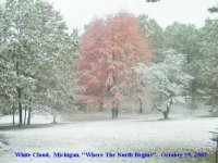 35-205003-Tree&Snowsmall.jpg