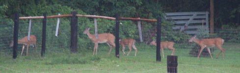 303071-deer.jpg