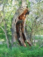 35-153430-hollowtrunk1b.jpg
