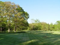 35-153431-frtydtreesNE.jpg