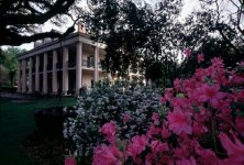 35-153610-OakAlleyAzaleas.jpg