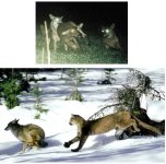 5-86505-coyote.jpg