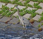 DSC_0050-ed2.jpg