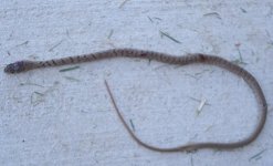 Snake 1.jpg