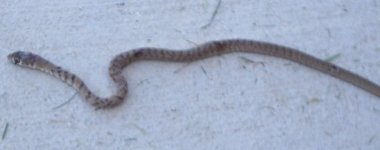 Snake 2.jpg