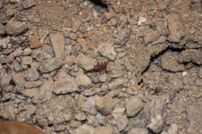 Scorpion_08.jpg