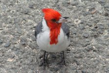 bird1.jpg