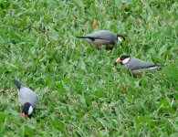 birds2.jpg