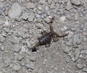 Scorpion_1.jpg
