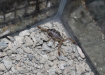 Scorpion_2.JPG