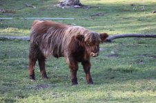 Misc cattle pix_002.jpg