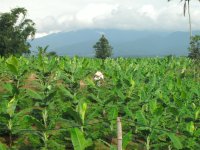 Spraying Saging6.JPG