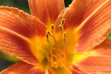 Tiger Lilly cropped.jpg