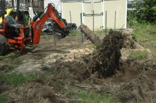 christmas_tree_stump8x6.JPG