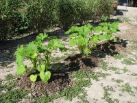 OhGoshSquash-02.jpg
