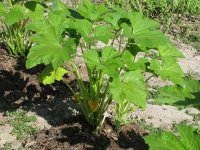OhGoshSquash-03.jpg