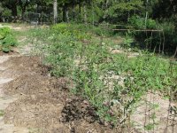 OhGoshSquash-05.jpg