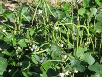 OhGoshSquash-07.jpg