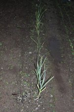 Garden_005.jpg