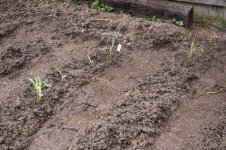 garden_002.jpg