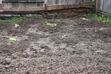 garden_004.jpg