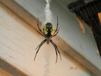 Spider2 [640x480].JPG