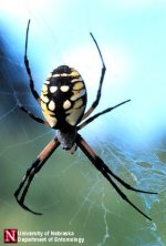 argiope_aur2 [640x480].jpg