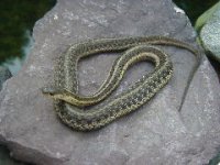Gartersnake2128.jpg