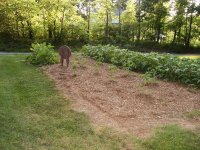garden083.JPG