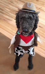 Cowboy Louie.jpg