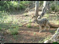 coyote.jpg